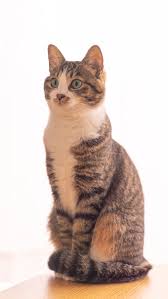 American Bobtail